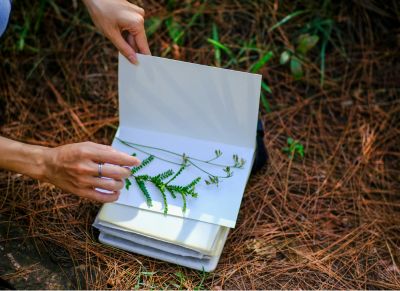 fabriquer un herbier pour observer la nature avec les enfants