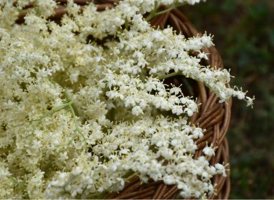 Recette sirop de sureau plante sauvage en juin